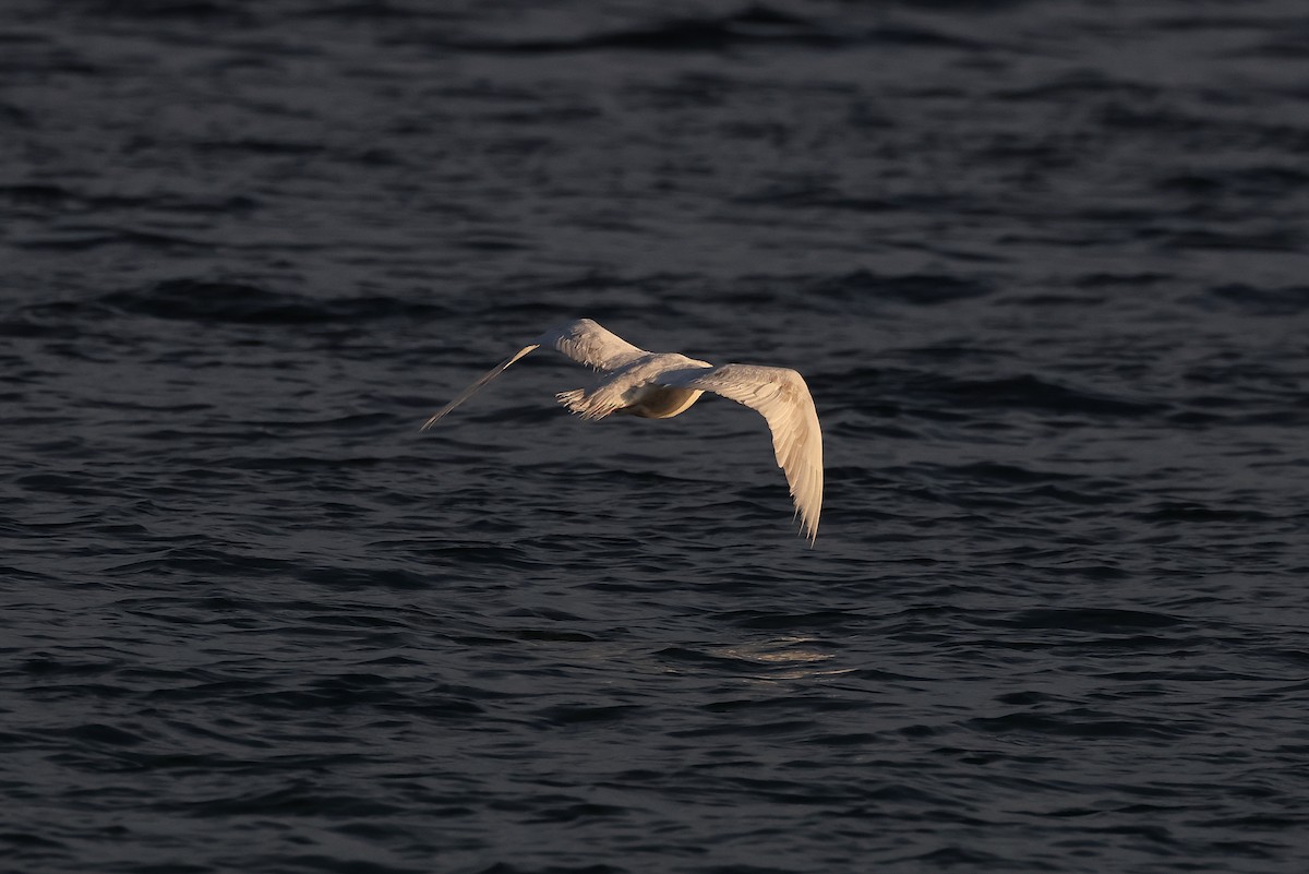 Glaucous Gull - ML638495933