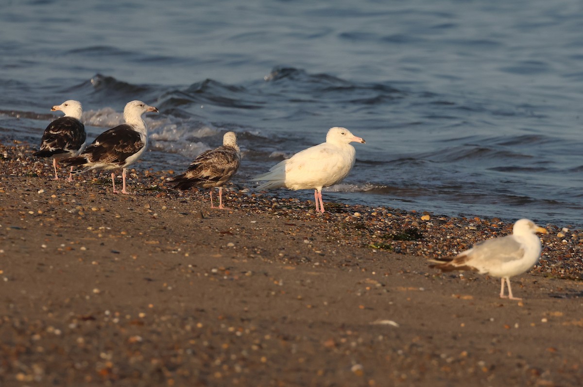 Glaucous Gull - ML638495935