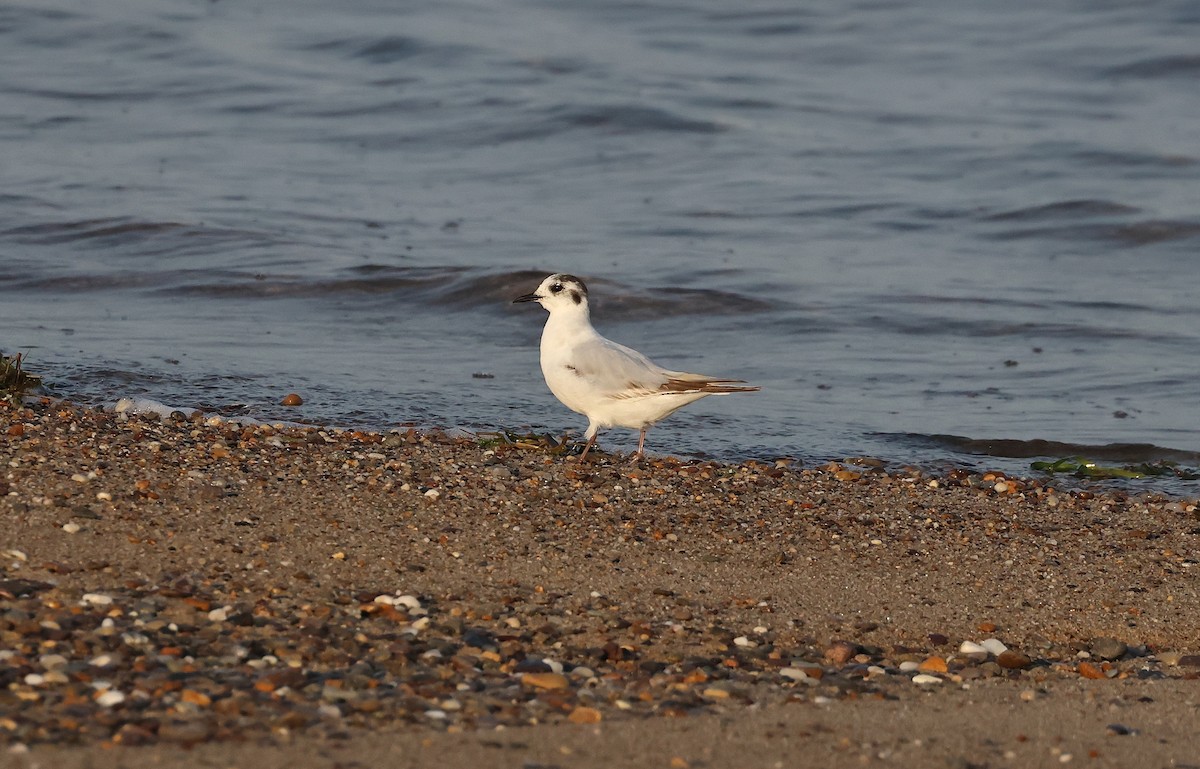 Little Gull - ML638495950