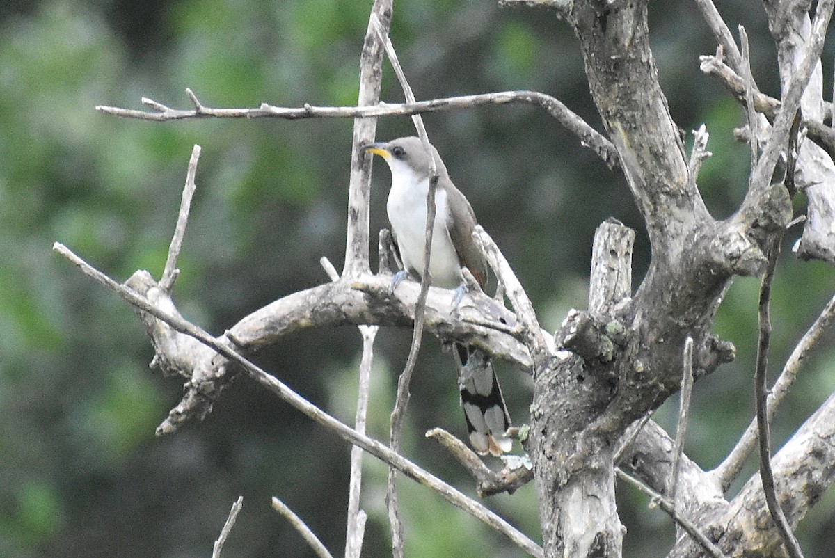 Yellow-billed Cuckoo - ML638495962