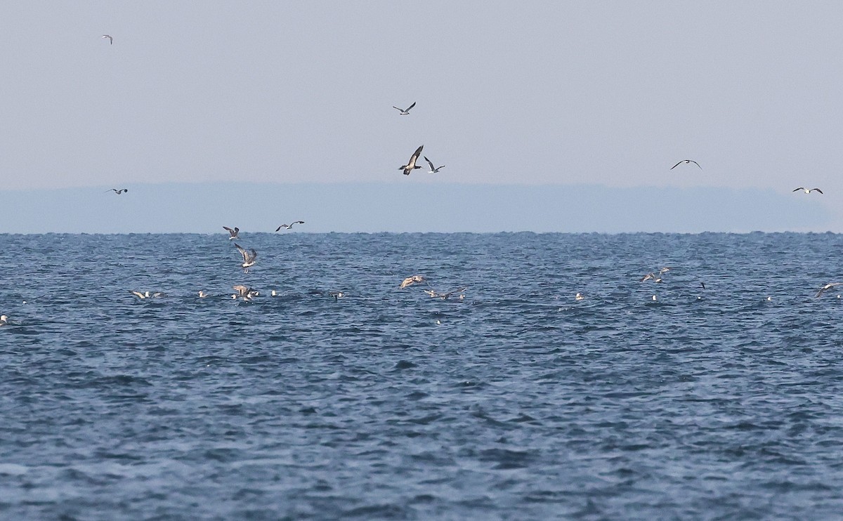 Brown Booby - ML638495971