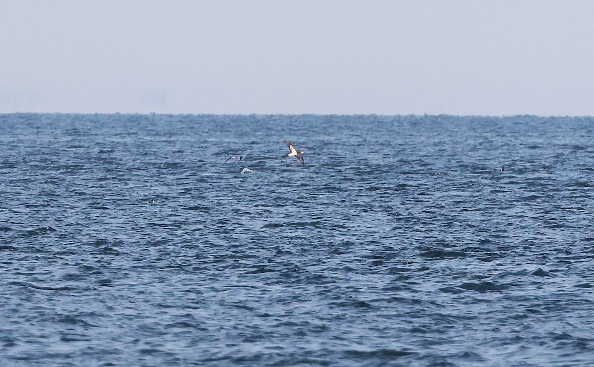 Brown Booby - ML638495972