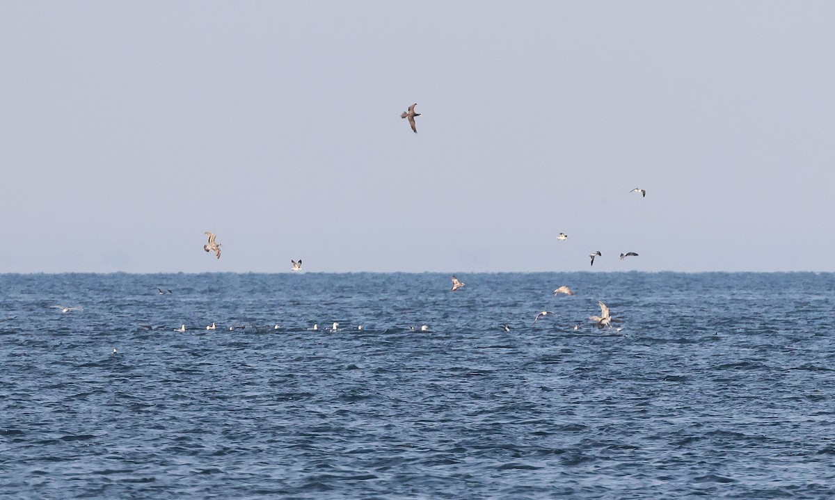 Brown Booby - ML638495973