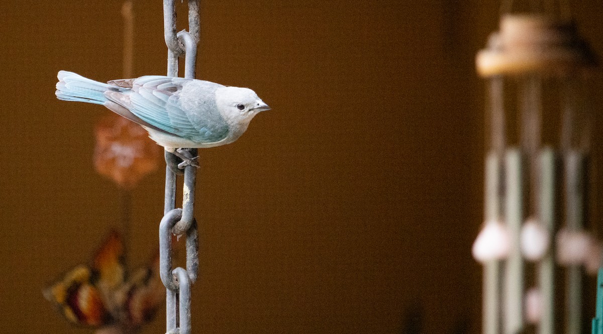 Sayaca Tanager - ML638495977