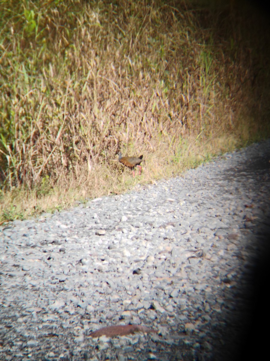 Russet-naped Wood-Rail - ML638496051