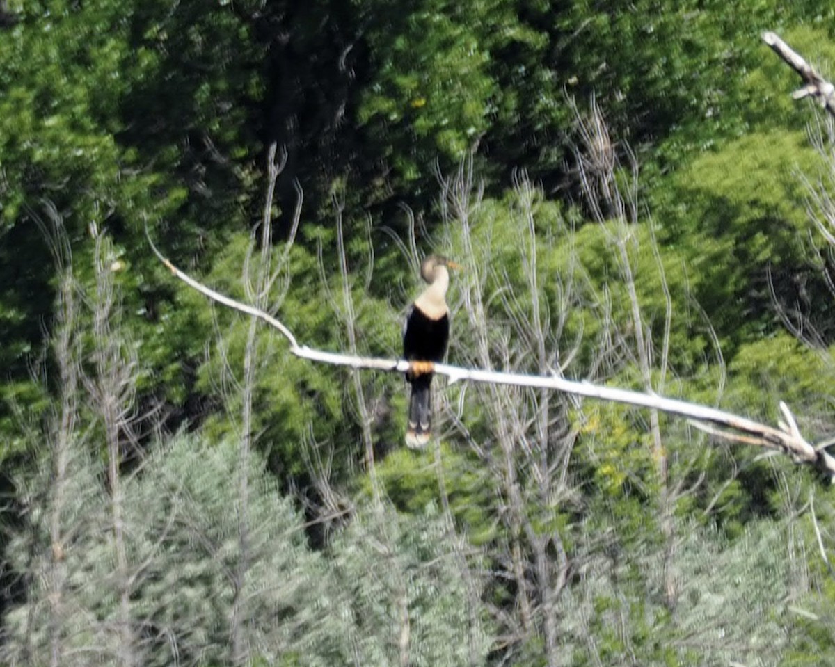 Anhinga - ML638496059