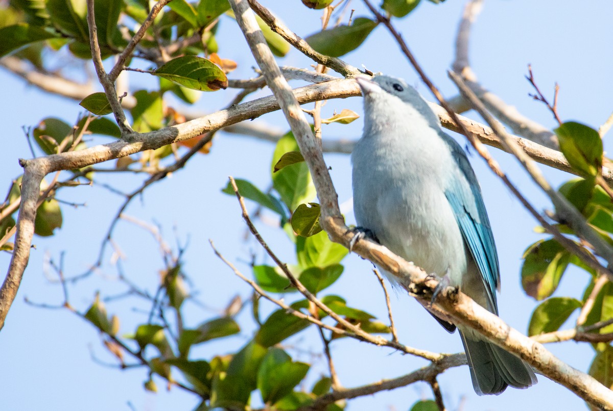 Sayaca Tanager - ML638496071