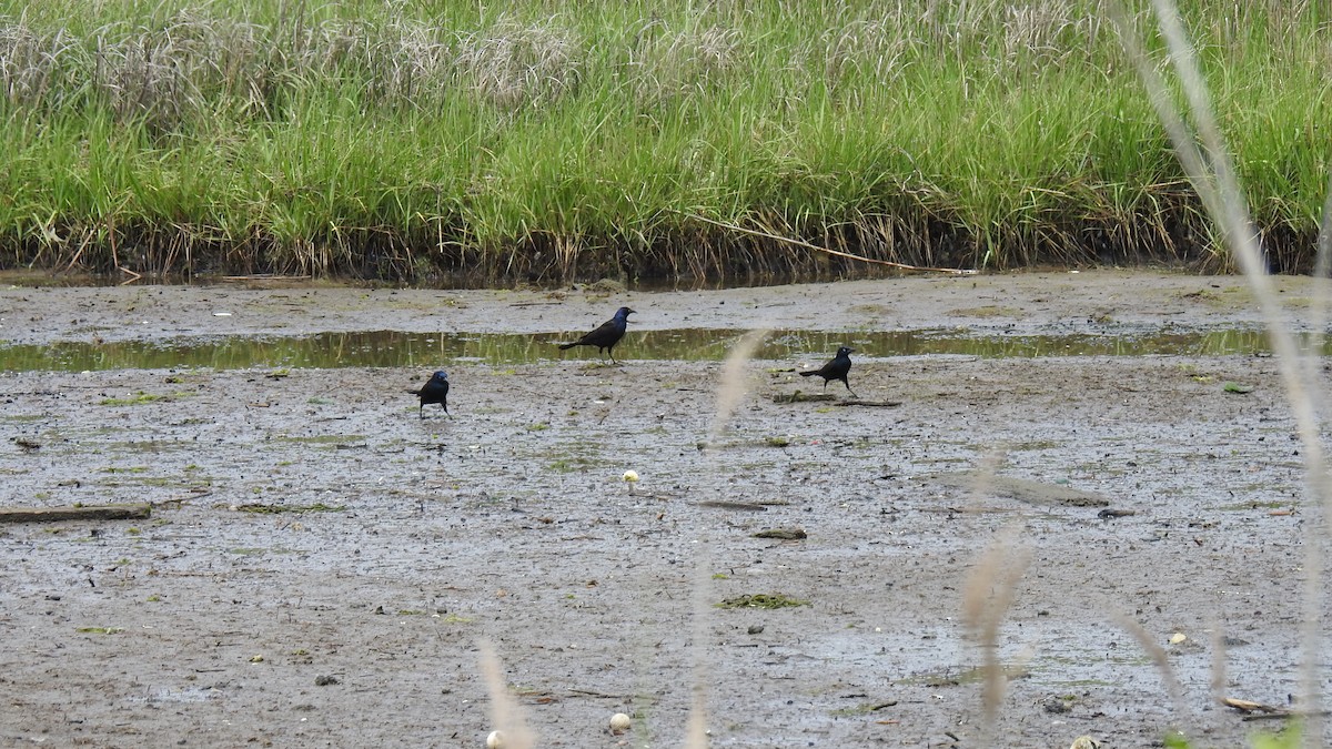 Common Grackle - ML638496078