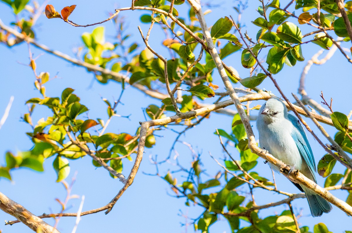 Sayaca Tanager - ML638496081
