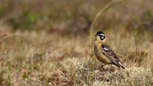 Smith's Longspur - ML638496085