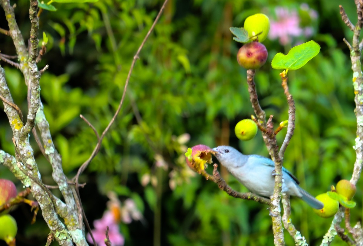 Sayaca Tanager - ML638496105