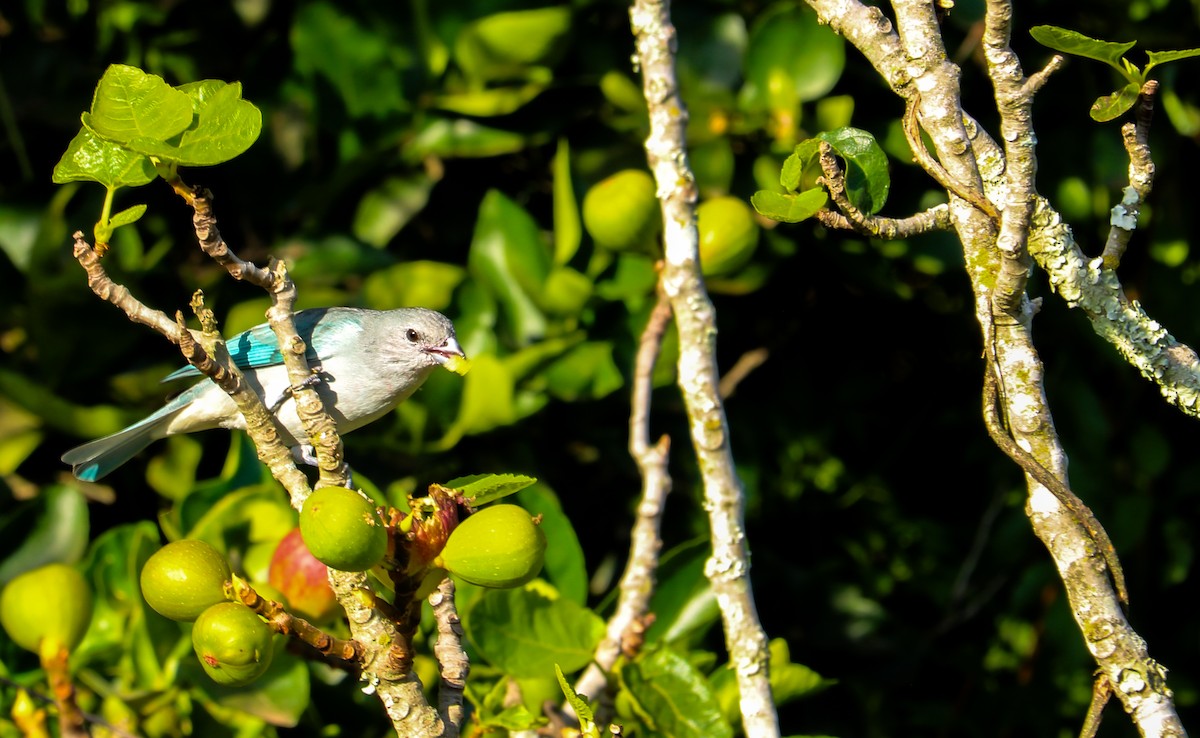 Sayaca Tanager - ML638496117