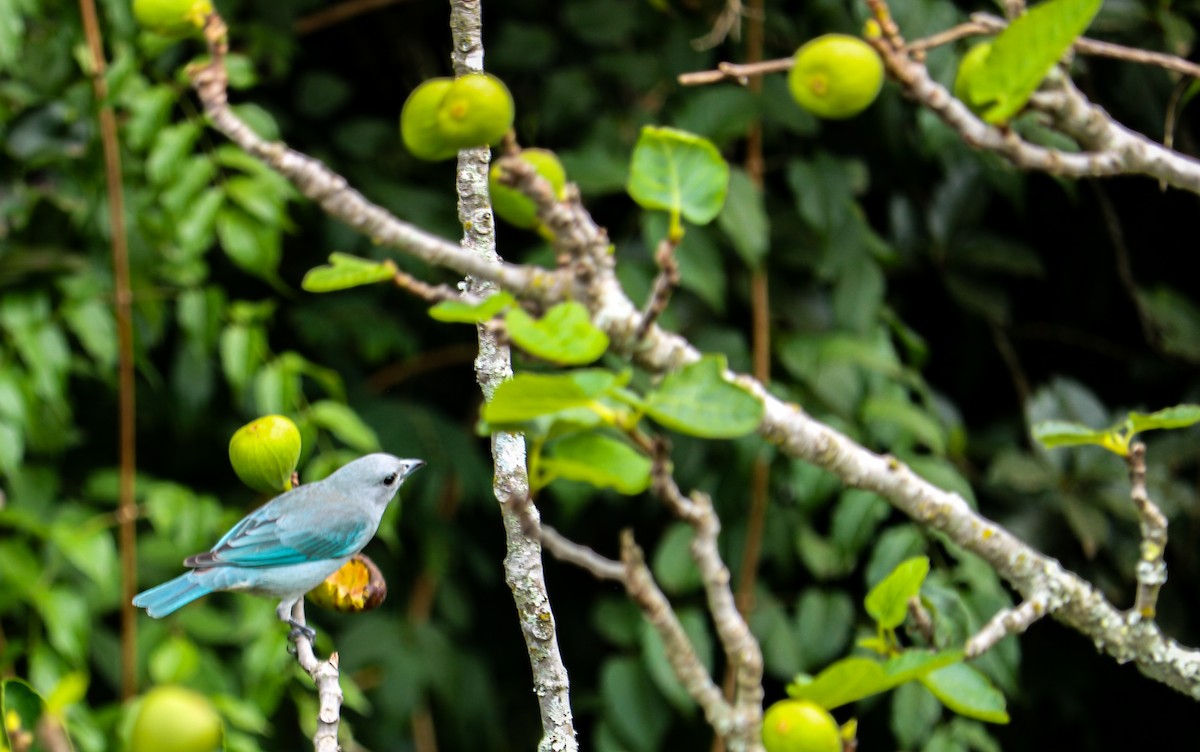 Sayaca Tanager - ML638496126