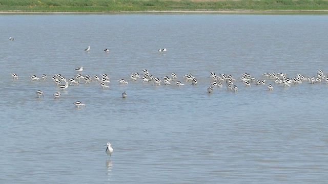 American Avocet - ML638496130