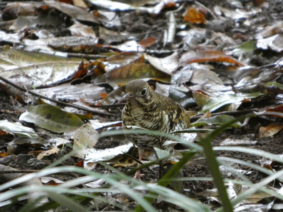 Russet-tailed Thrush - ML638496200