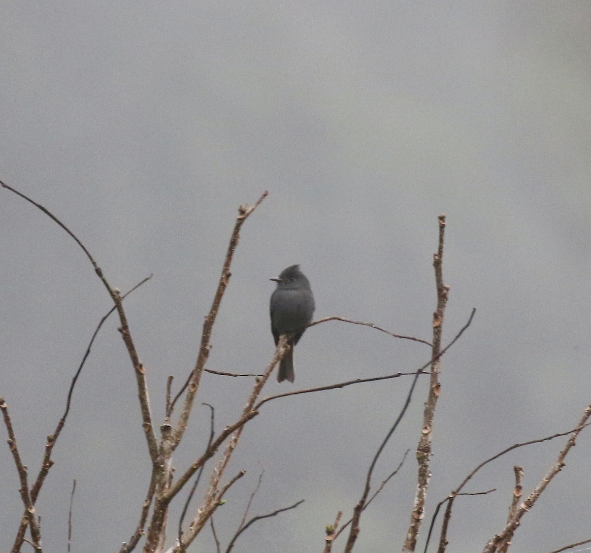 Smoke-colored Pewee - ML638496205