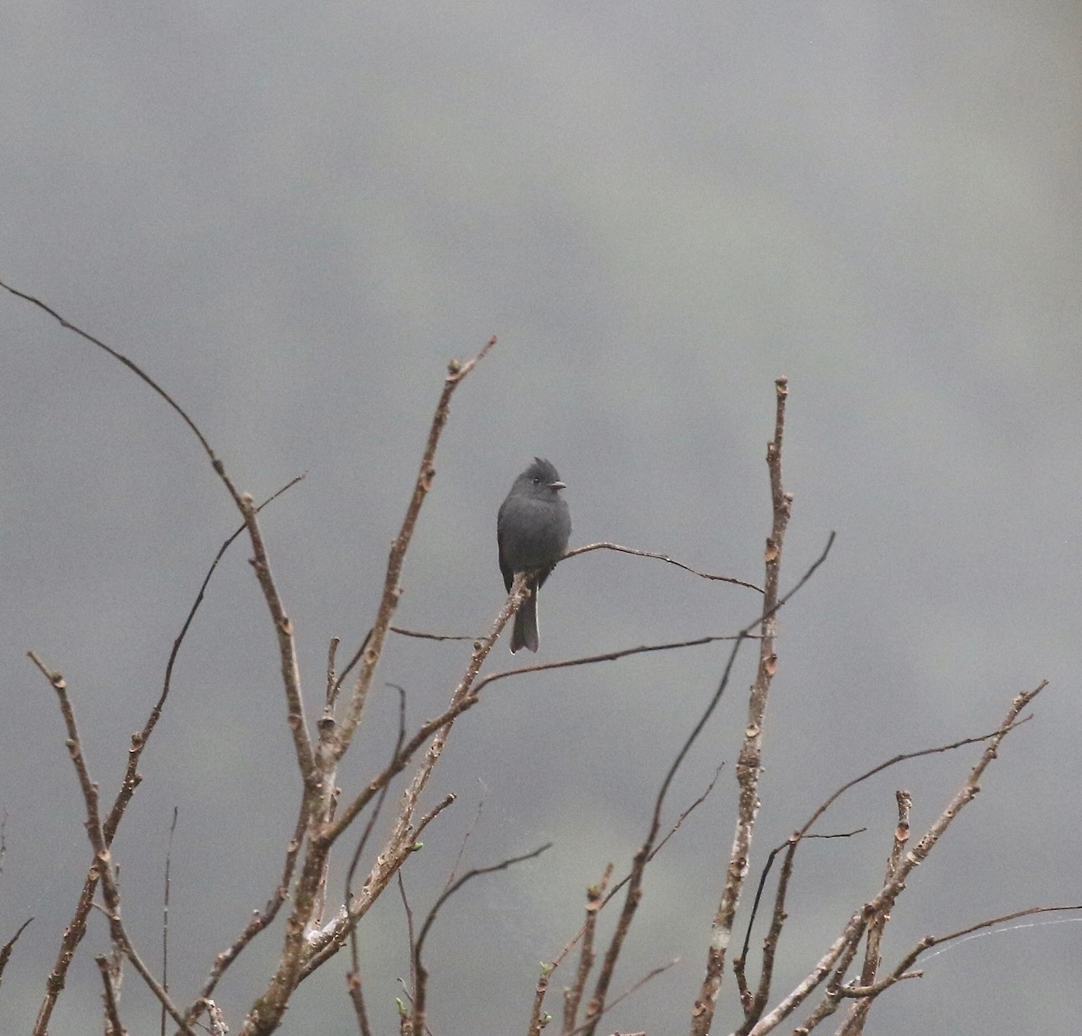 Smoke-colored Pewee - ML638496206