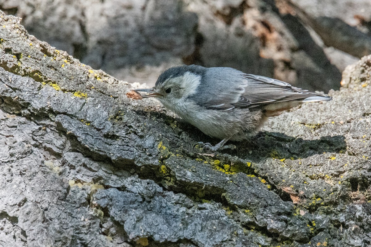 Sittelle à poitrine blanche - ML638496263