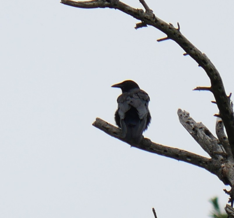 amerikakråke - ML638496292