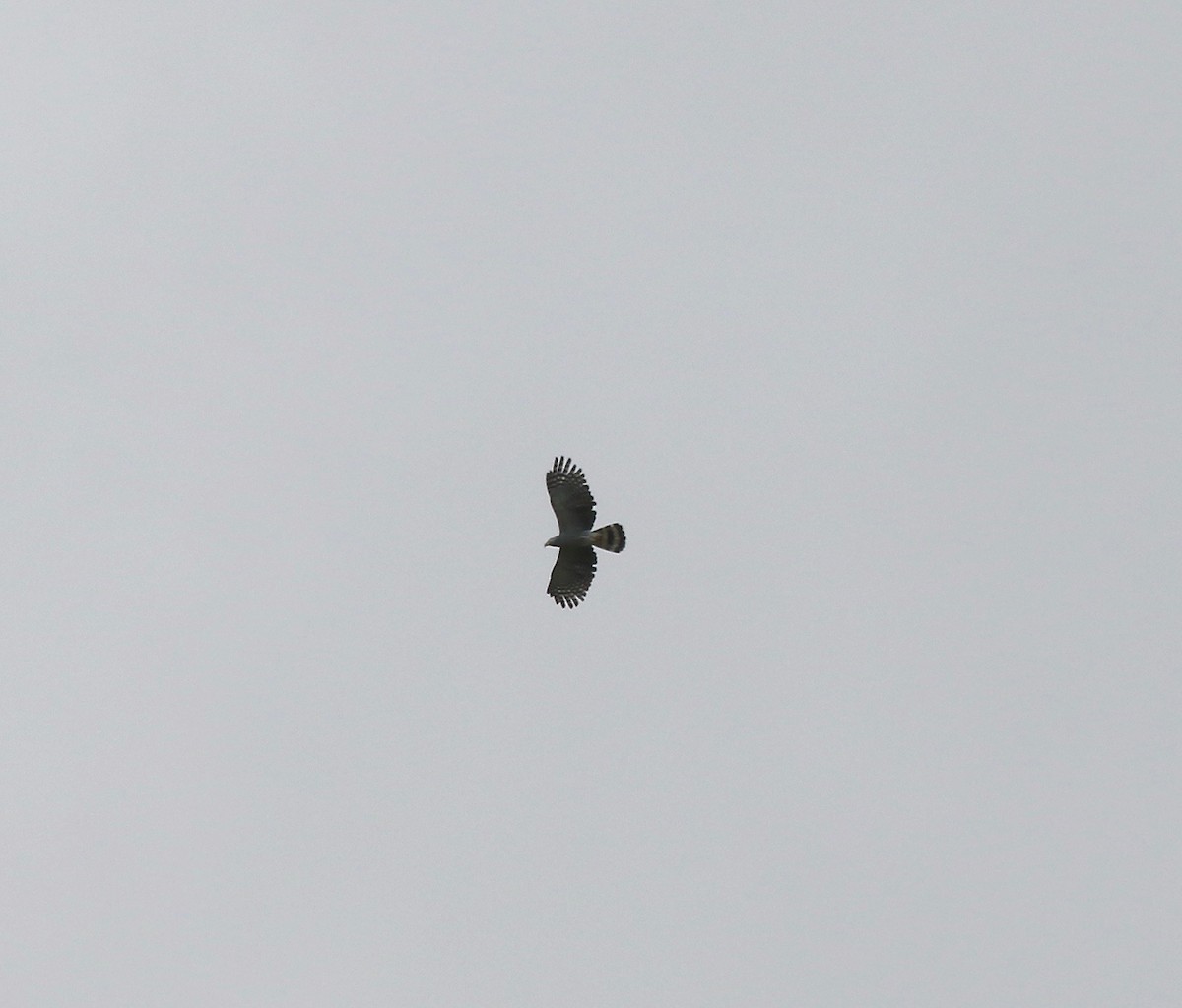 Hook-billed Kite - ML638496337