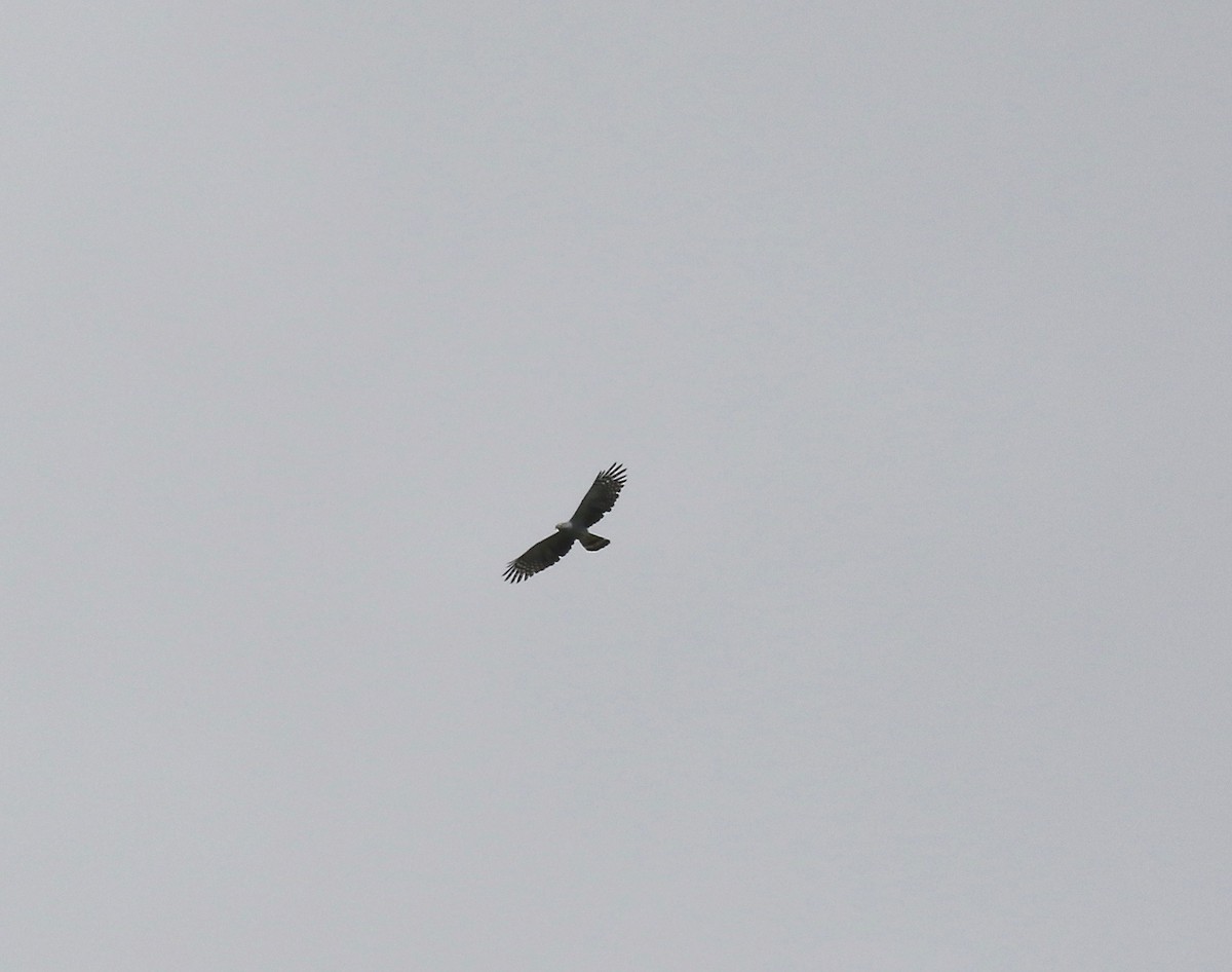 Hook-billed Kite - ML638496338