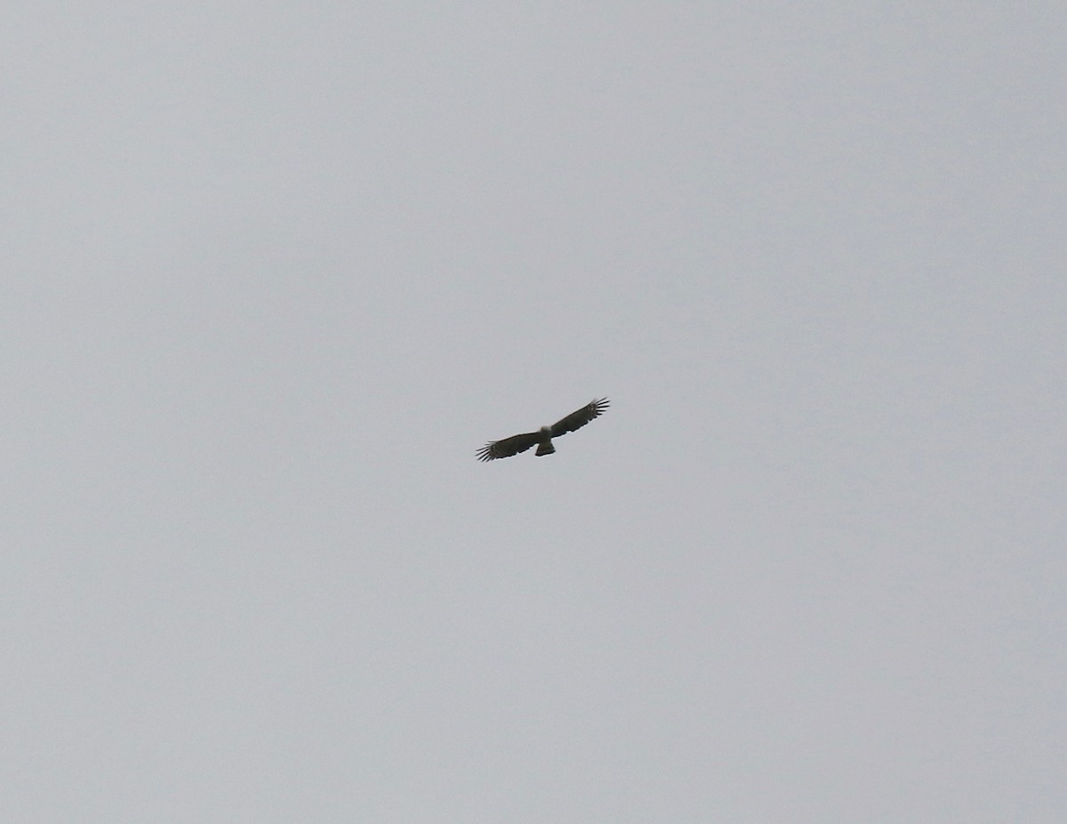 Hook-billed Kite - ML638496339