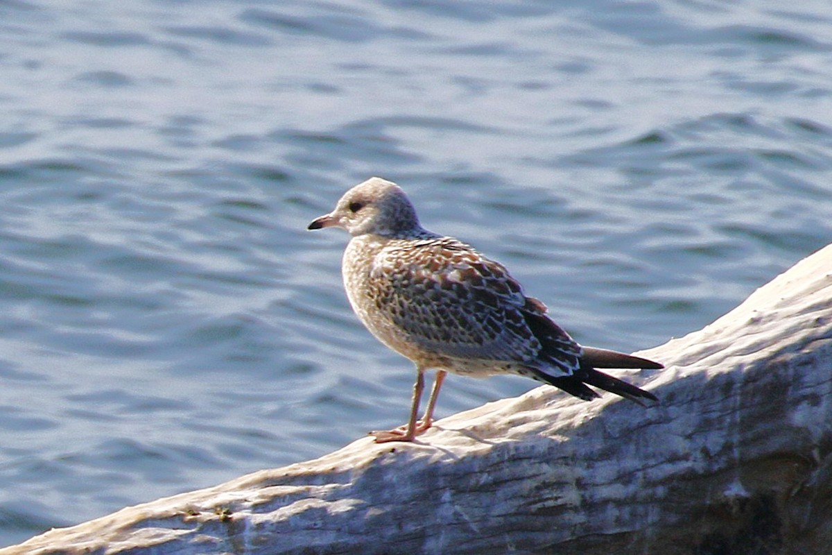 Ring-billed Gull - ML638496345