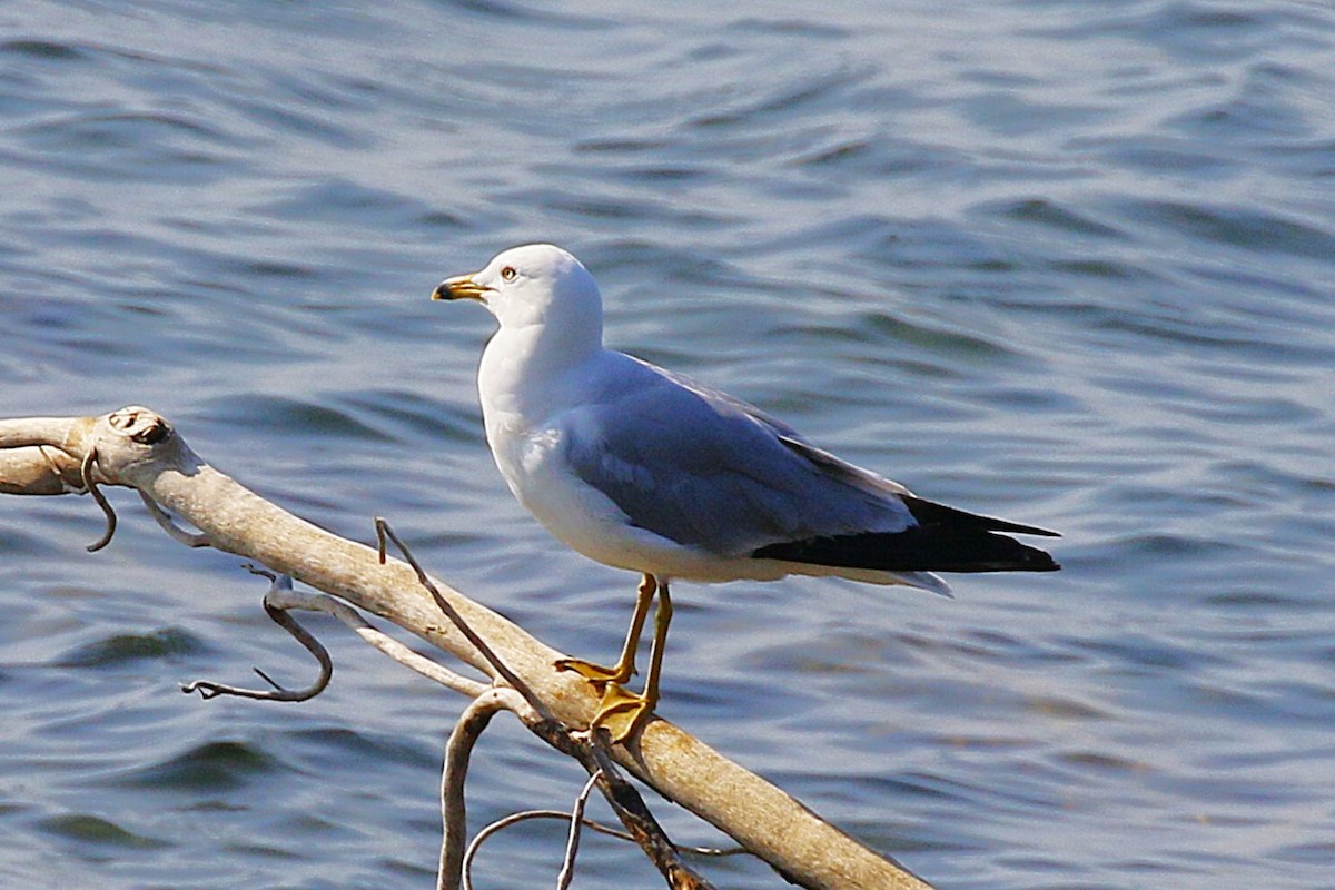 Ring-billed Gull - ML638496346