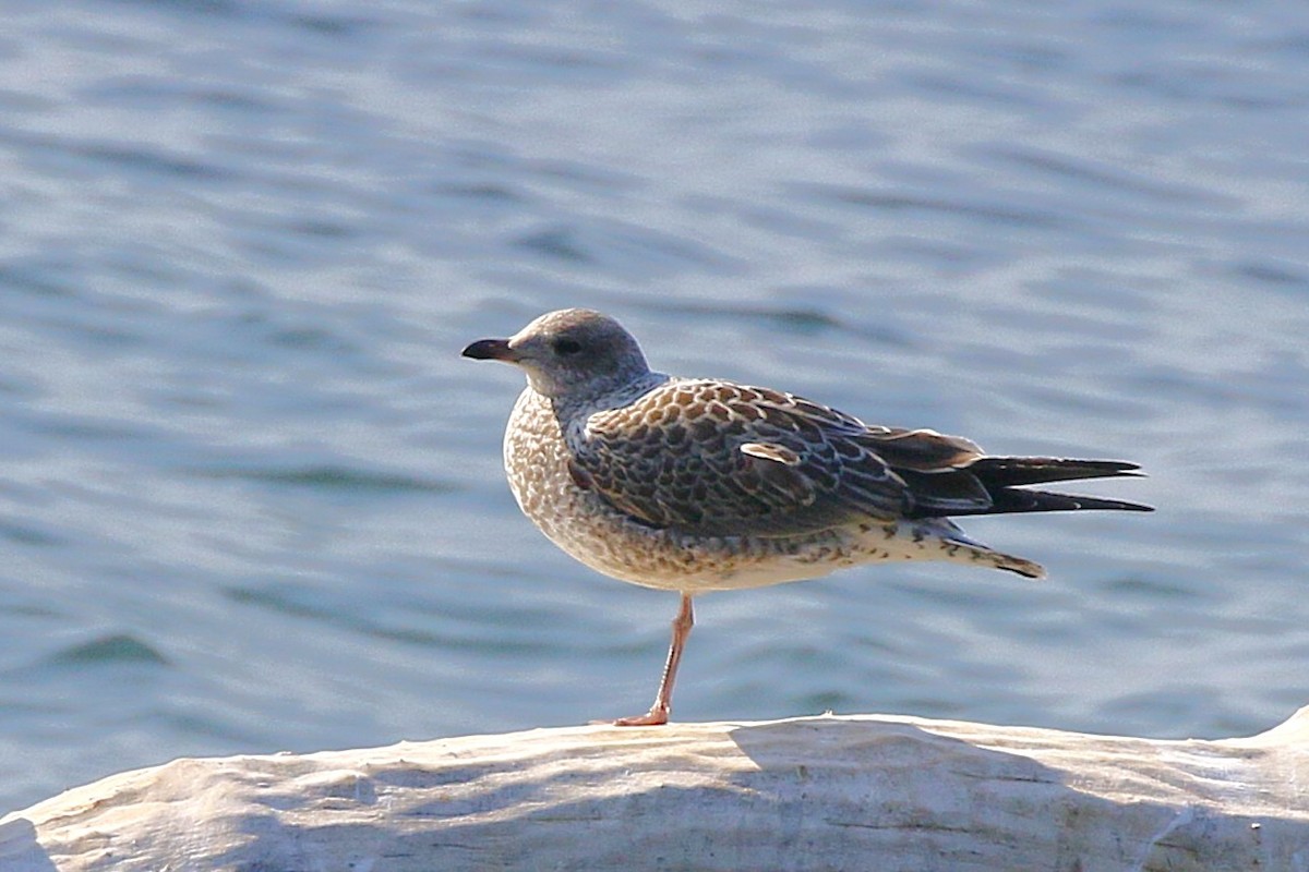 Ring-billed Gull - ML638496347
