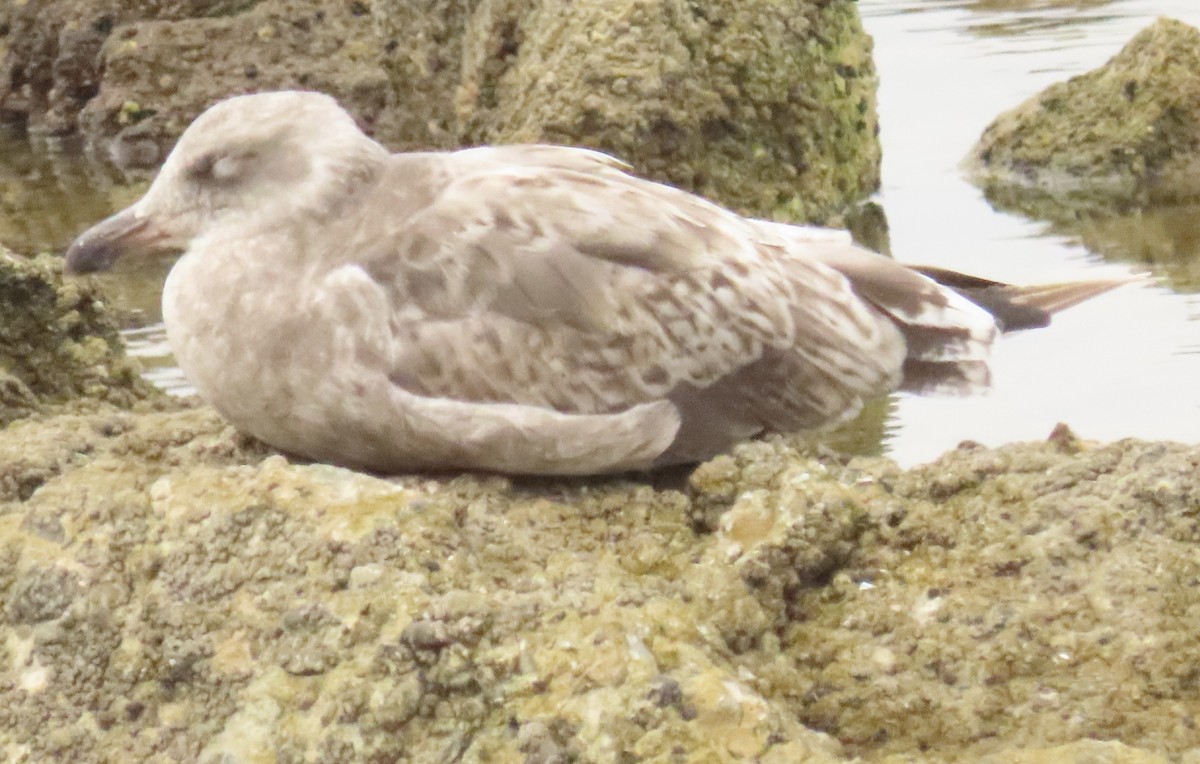 gull sp. - ML638496419