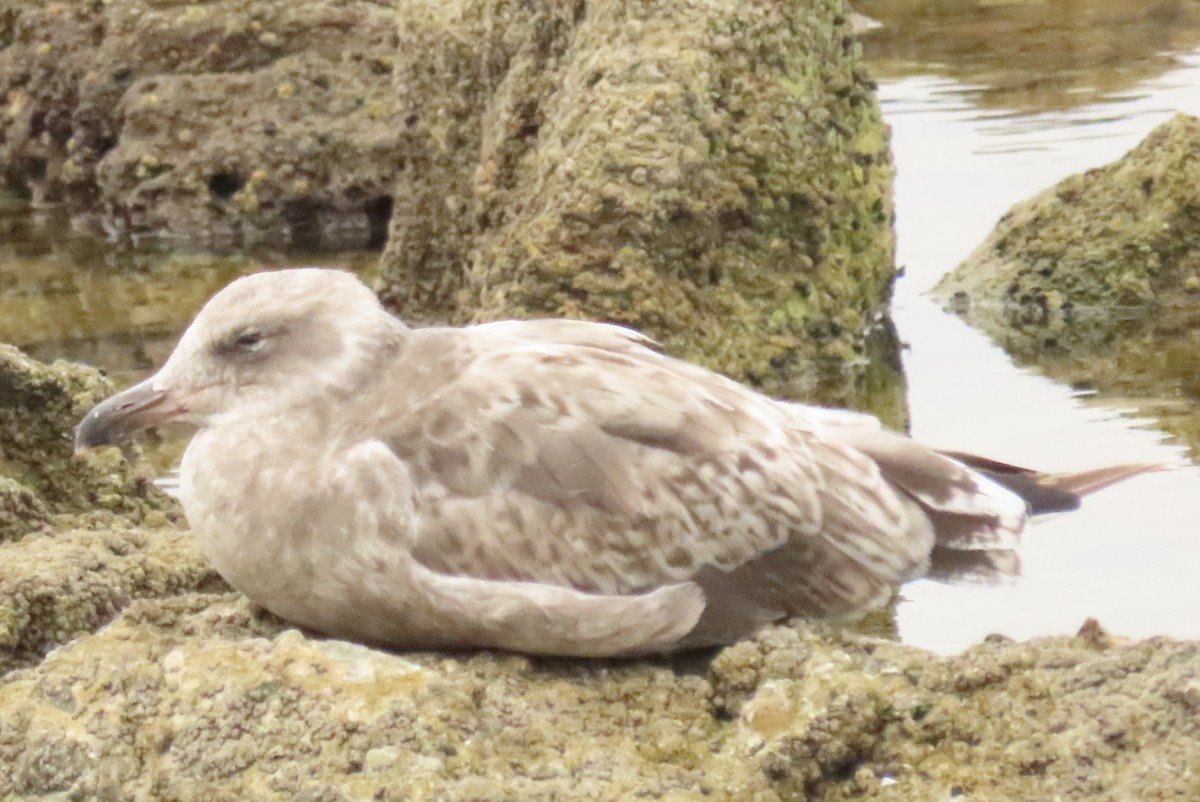 gull sp. - ML638496420