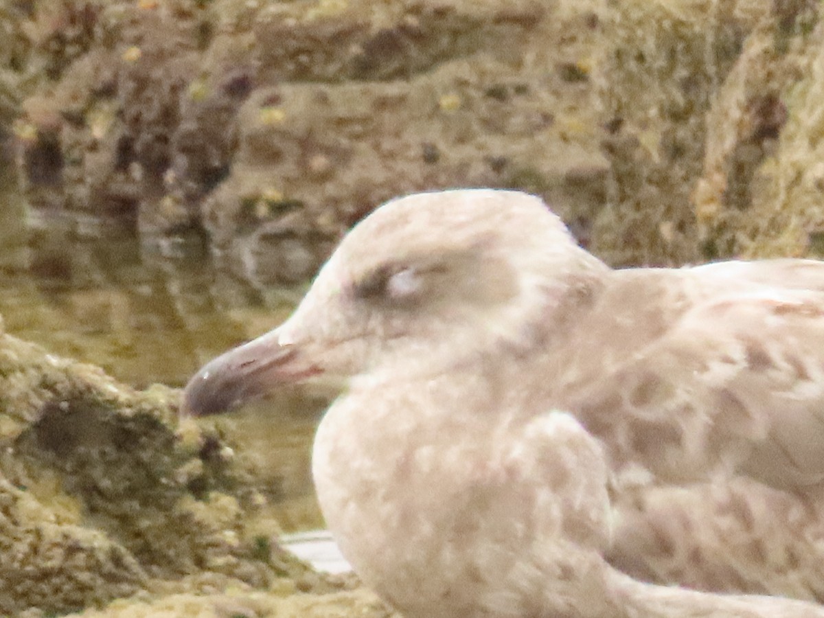 gull sp. - ML638496422