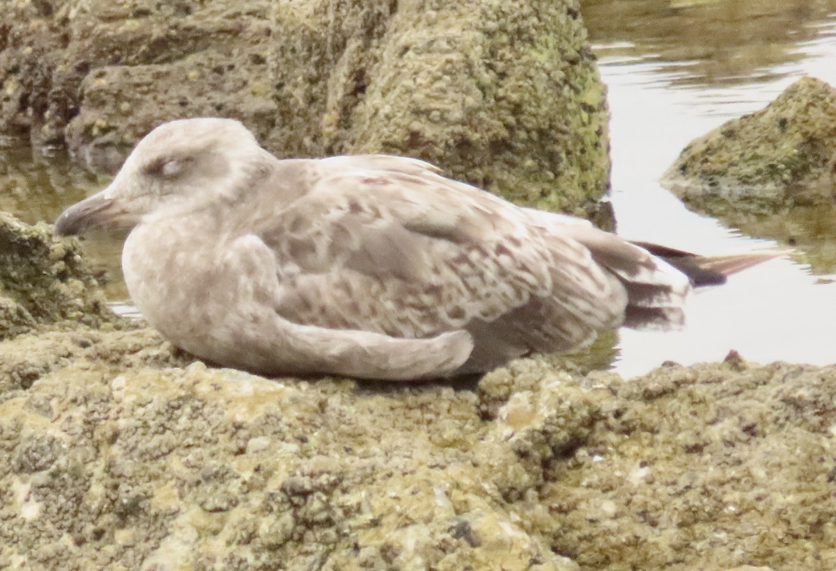 gull sp. - ML638496423