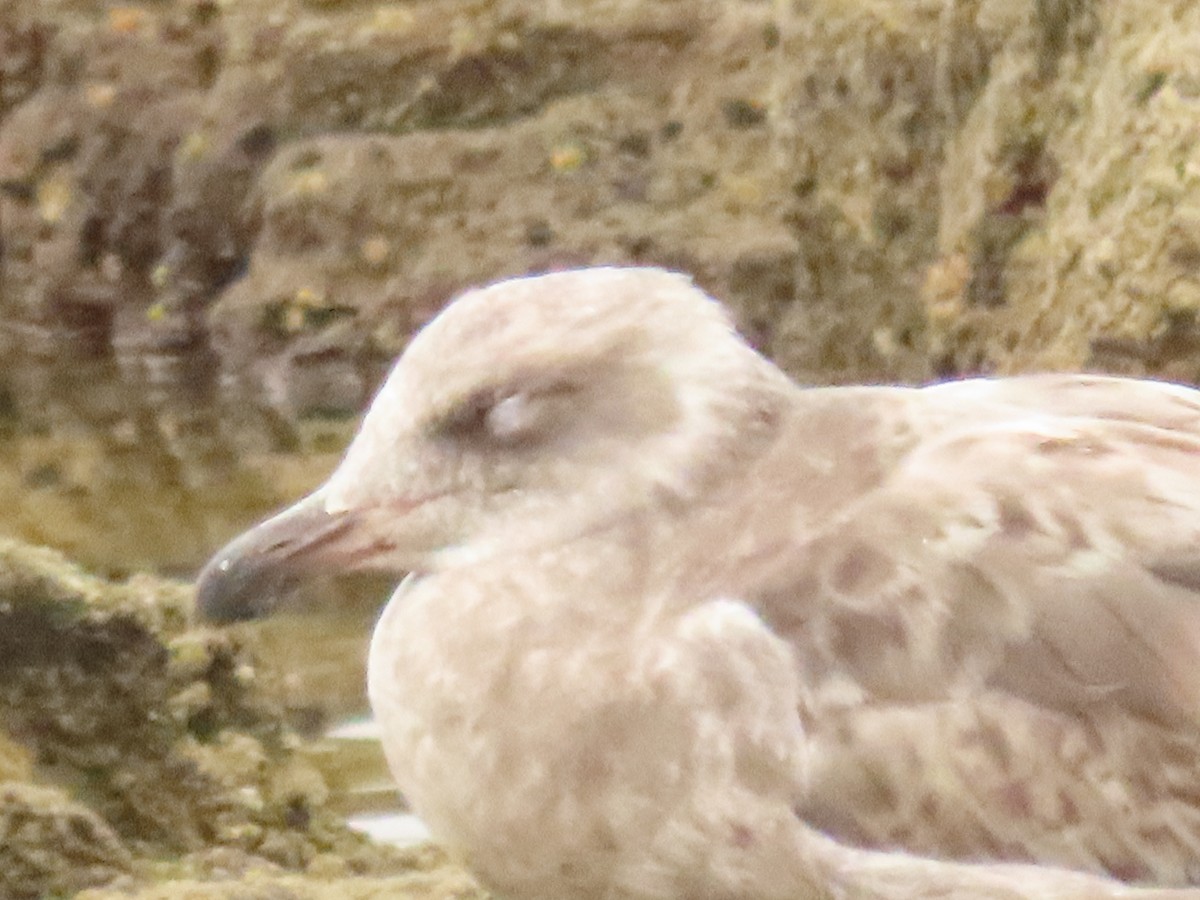gull sp. - ML638496424