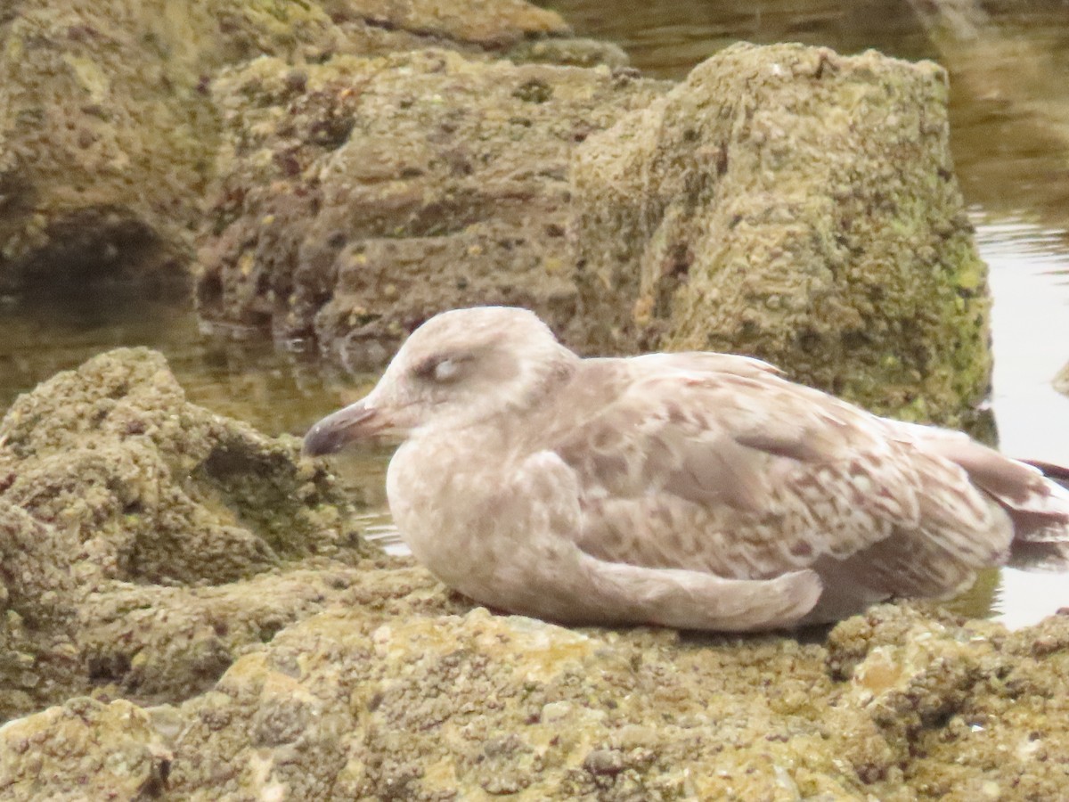gull sp. - ML638496425