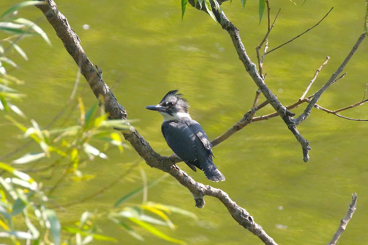 Belted Kingfisher - ML638496454
