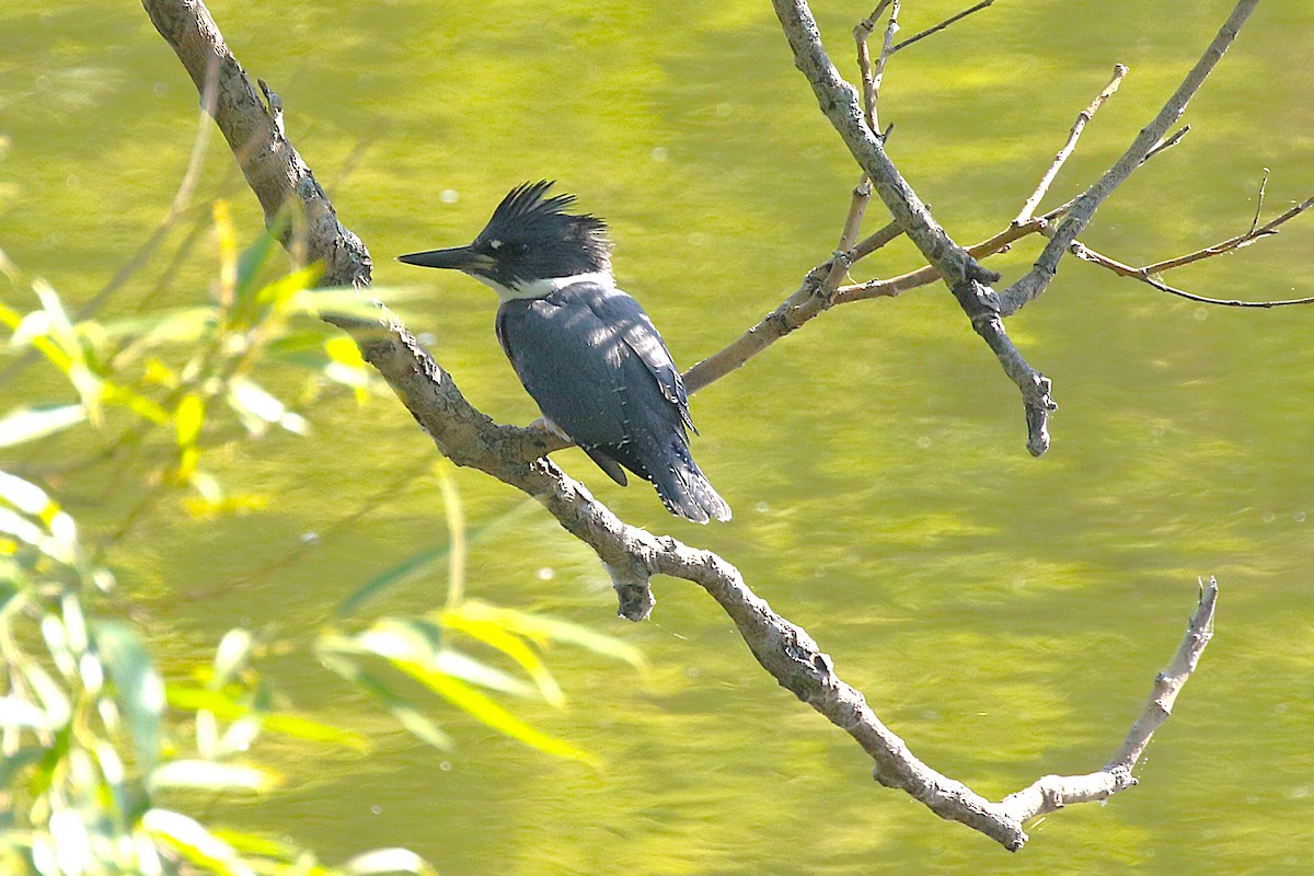 Belted Kingfisher - ML638496455