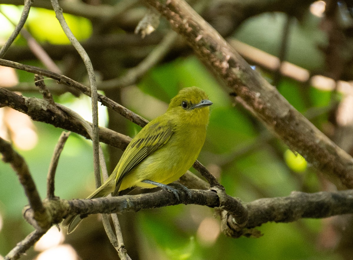 Olive-faced Flatbill - ML638496510