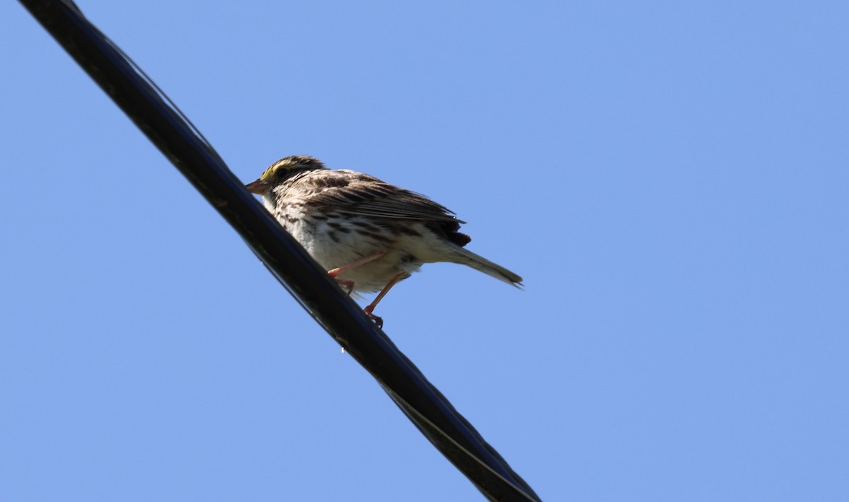 Savannah Sparrow (Savannah) - ML638496511