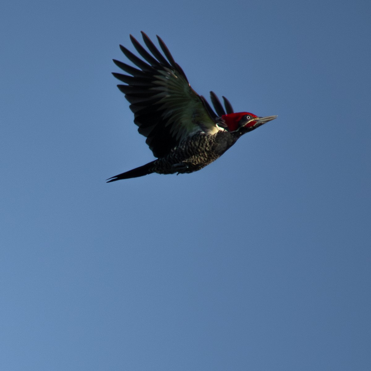 Lineated Woodpecker - ML638496517