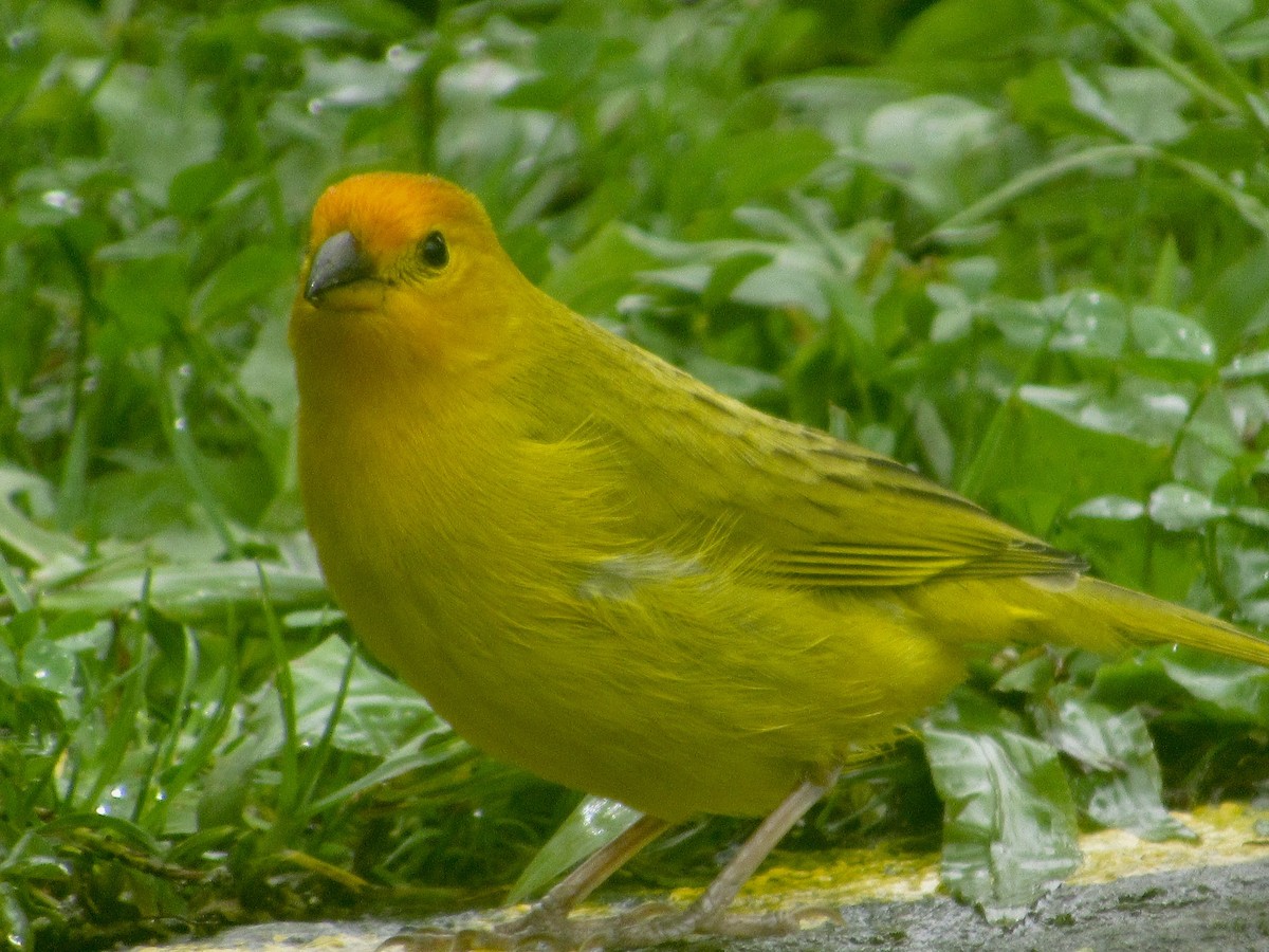 Saffron Finch - ML638496521