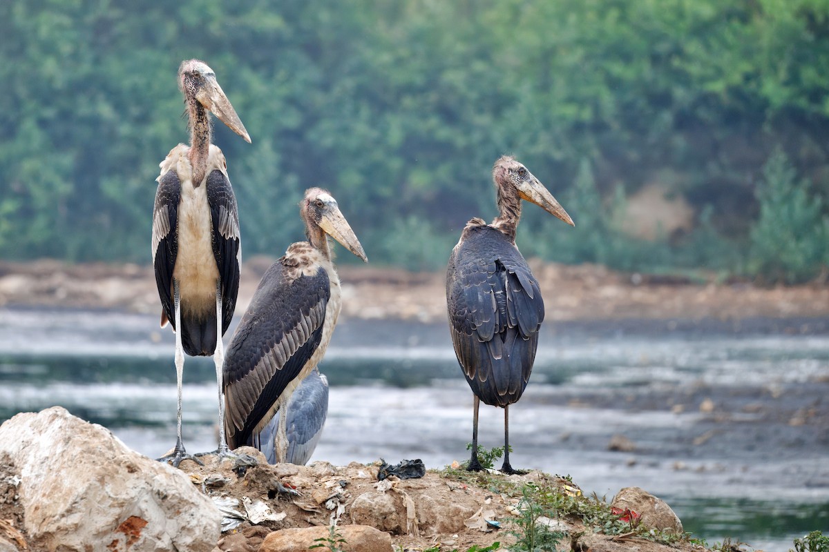 Greater Adjutant - ML638496528