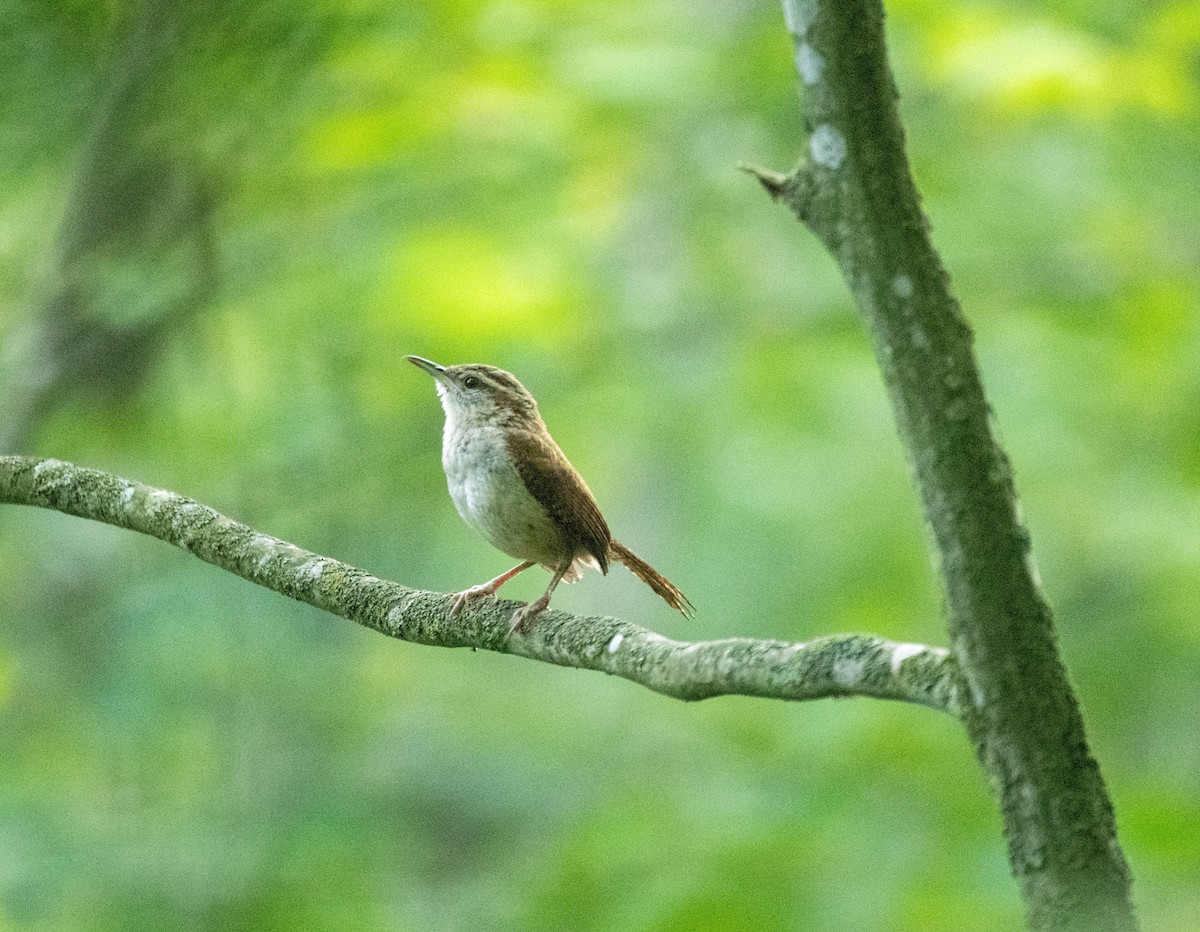 Carolina Wren - ML638496553