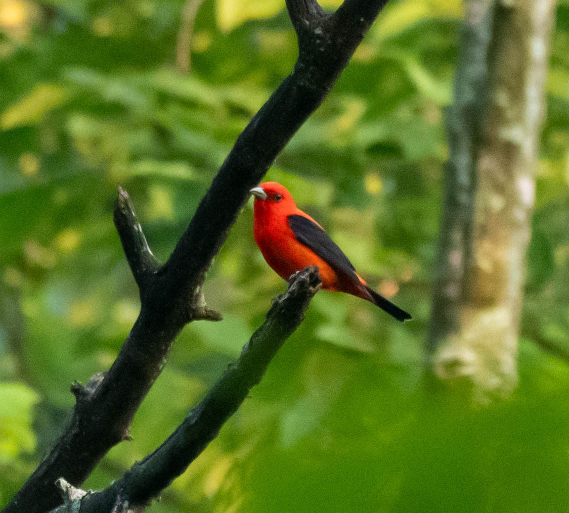 Scarlet Tanager - ML638496574