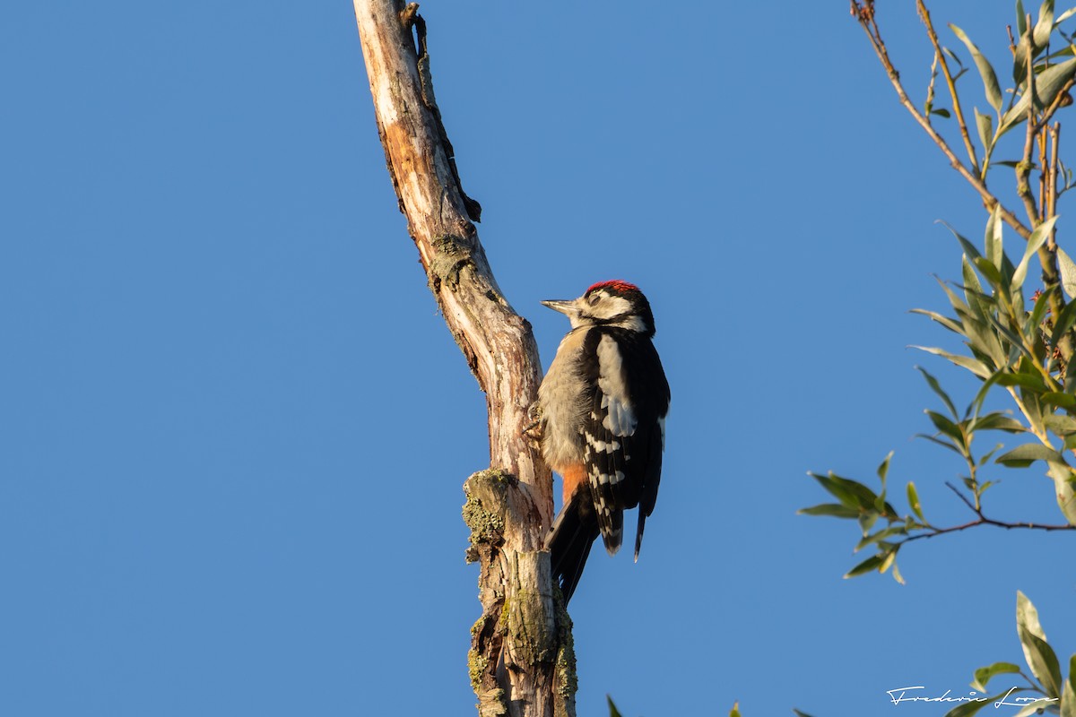アカゲラ - ML638496598