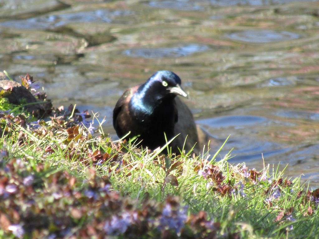 Common Grackle - ML638496602