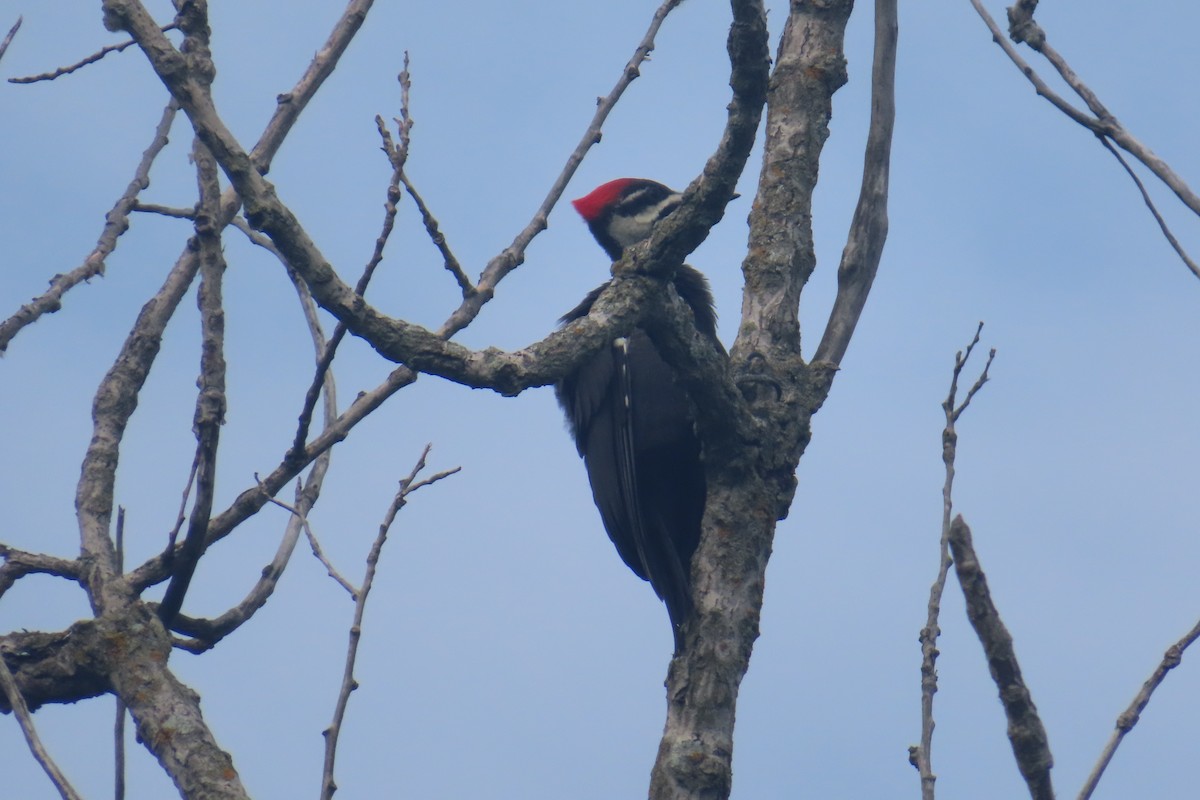 Pileated Woodpecker - ML638496604