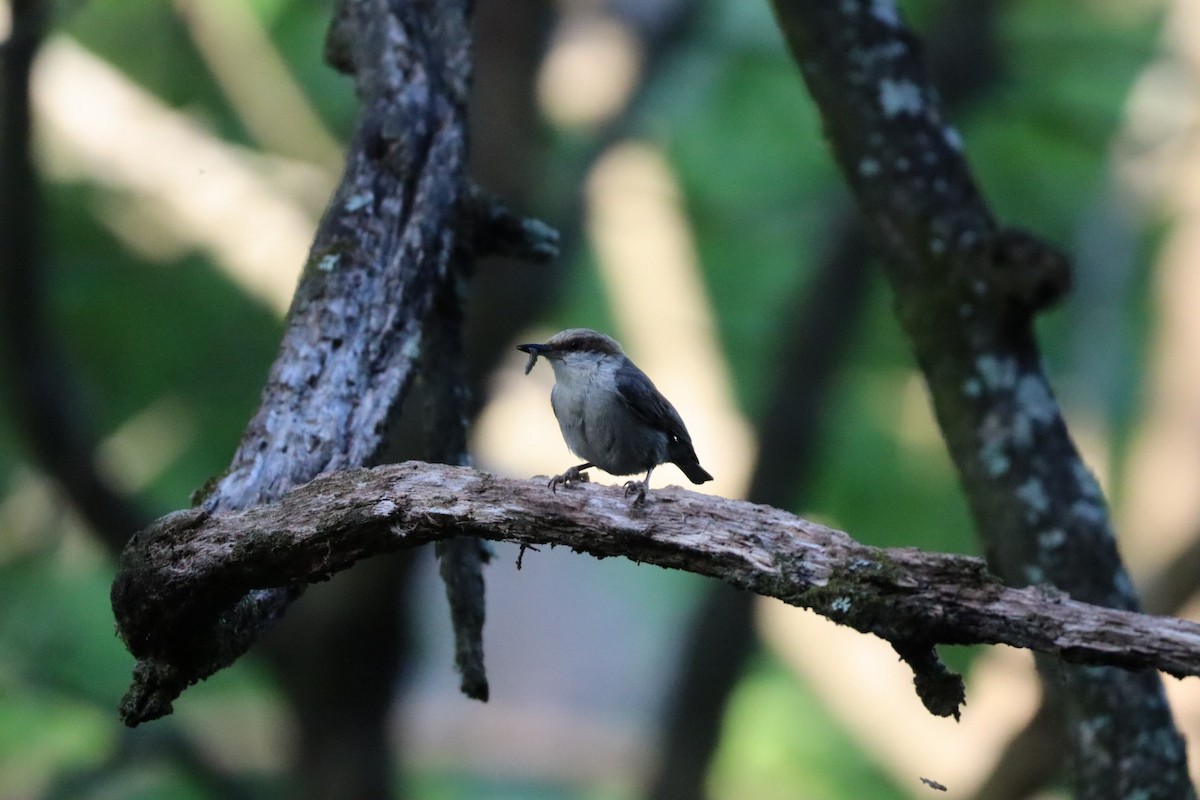 Brown-headed Nuthatch - ML638496625