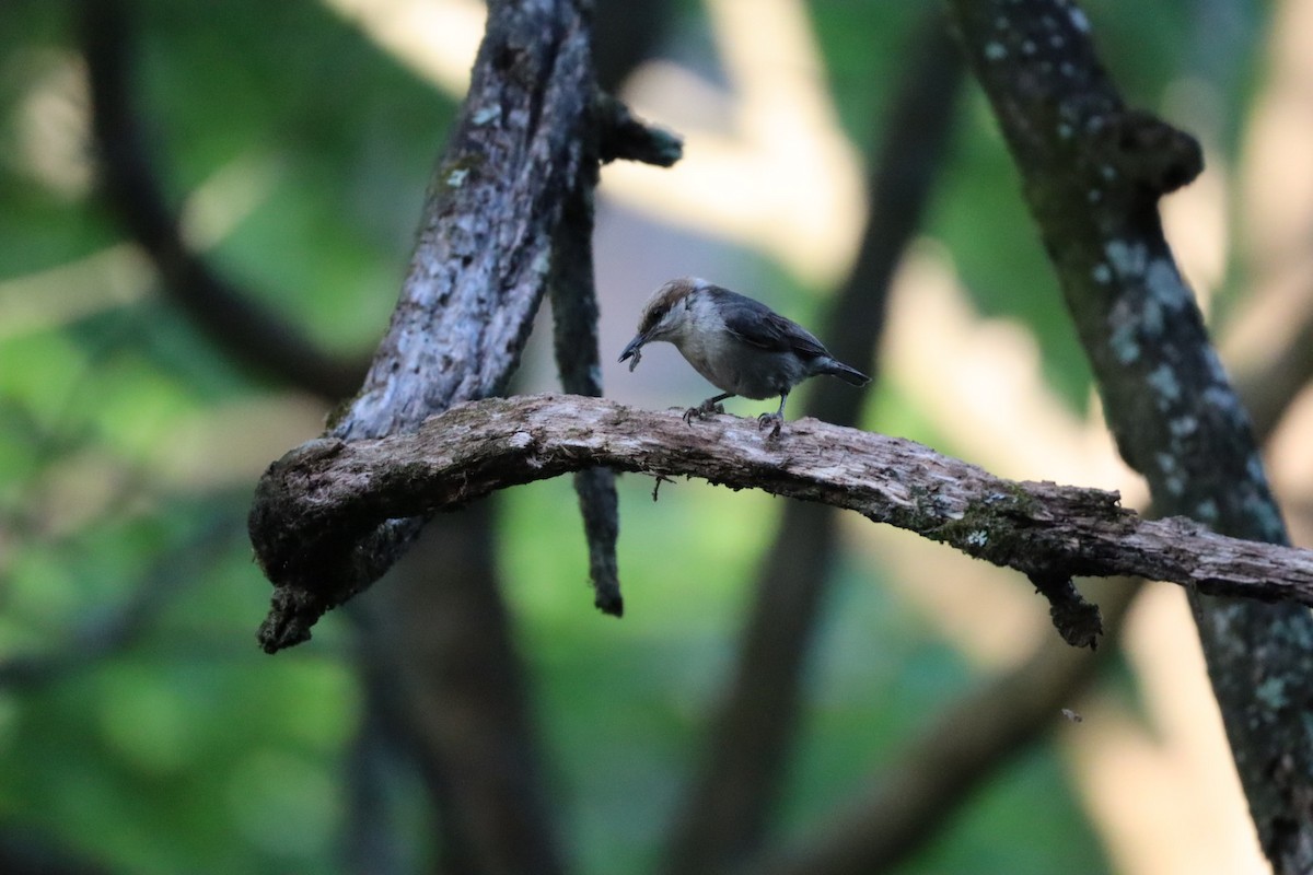 Brown-headed Nuthatch - ML638496626