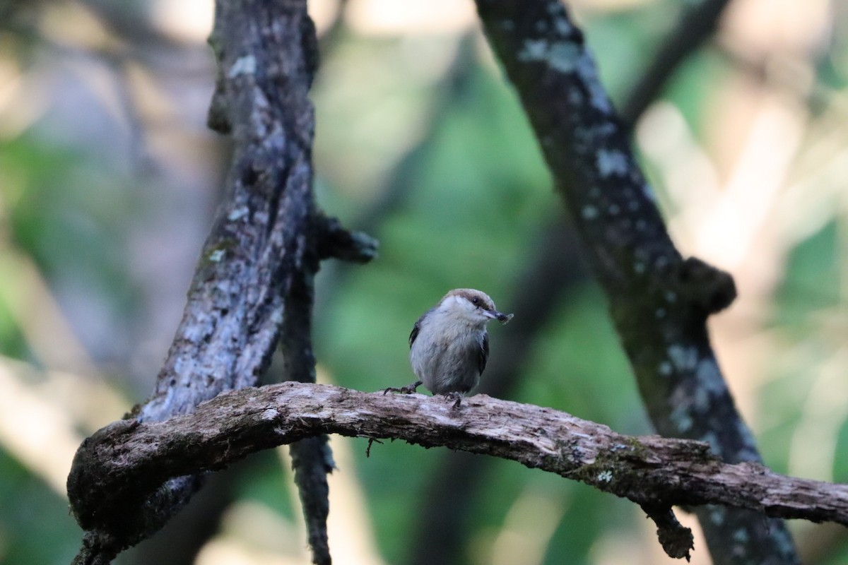 Brown-headed Nuthatch - ML638496627